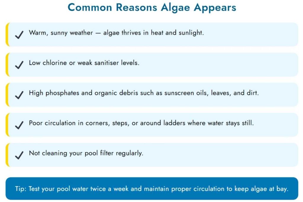 Common Reasons Algae Appears